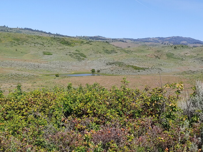 Grassy shrubbery towards to front and hilly land in the back with scattered trees.