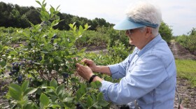 Volunteer Ellen Bonzak is a master gardener in Pender County, and helped pick over 700 pounds of blueberries to donate.
