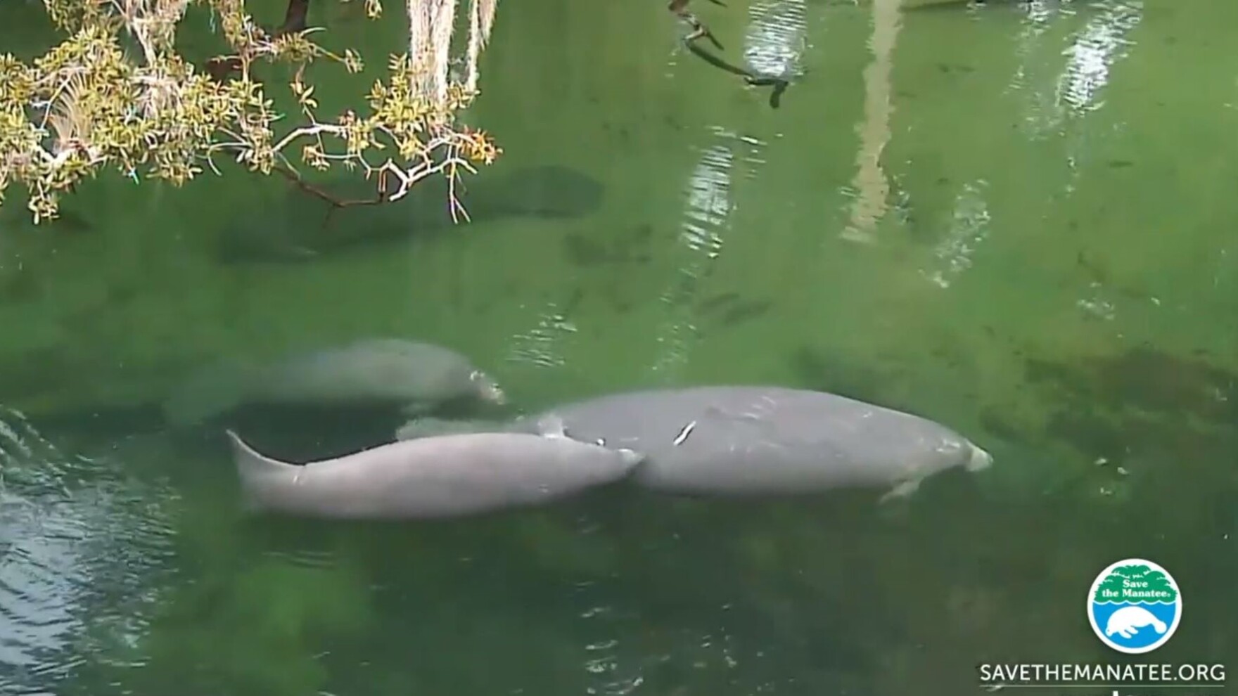 New Florida Manatee Webcams Debut | WJCT News 89.9