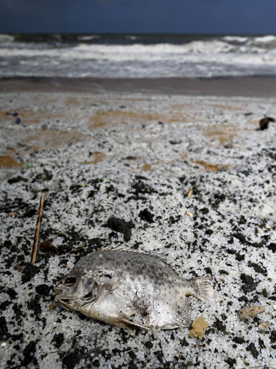 A dead fish lies on Sarakkuwa beach north of Colombo amid piles of plastic pellets on Wednesday.