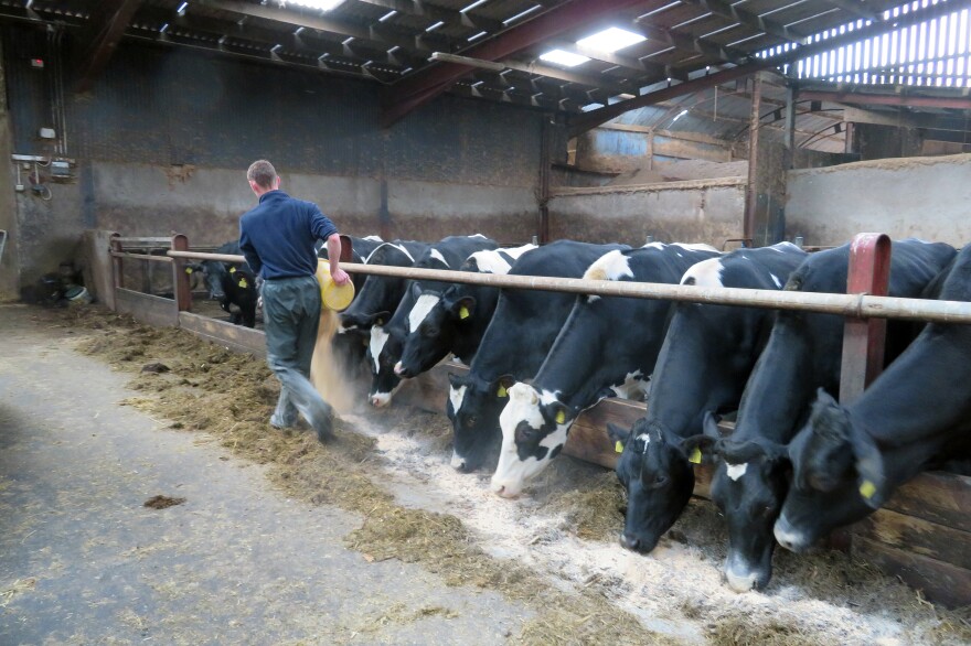 James Toner feeds cows at his family's dairy farm in Northern Ireland's County Armagh. Thirty-five percent of Northern Irish milk is sold to Ireland. Northern Irish farmers who have built lucrative cross-border trade with the Irish Republic are especially worried about the possibility of a no-deal Brexit.