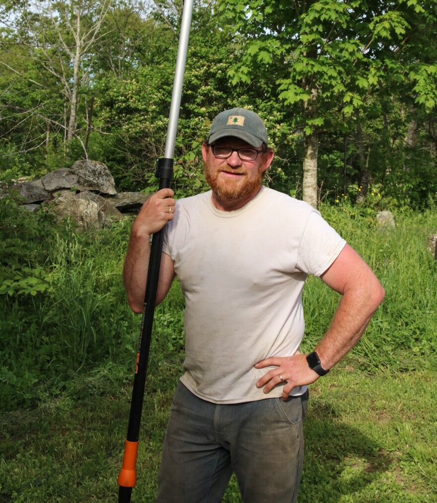 Monroe farmer Greg Purinton-Brown spends up to 10 hours a week in winter and early spring removing browntail moth nests from trees near the houses and barns on Toddy Pond Farm.