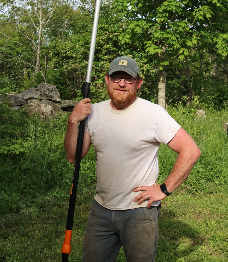 Monroe farmer Greg Purinton-Brown spends up to 10 hours a week in winter and early spring removing browntail moth nests from trees near the houses and barns on Toddy Pond Farm.