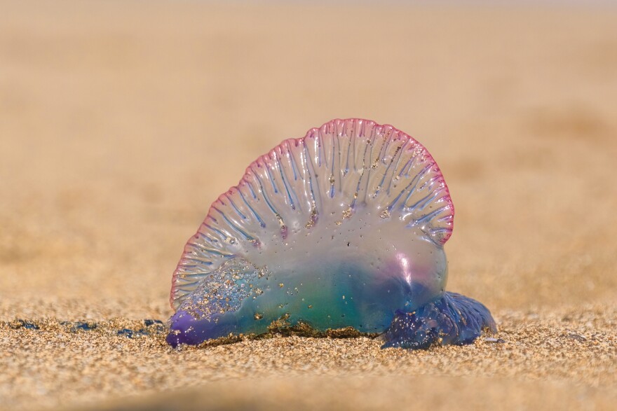 There have been numerous sightings of Portuguese man o' wars on North Carolina beaches. Oak Island officials say six people, including four children, were stung over the Fourth of July holiday weekend. (Adobe stock photo)