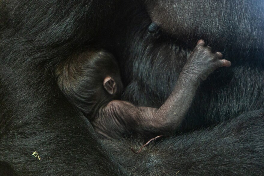 The baby gorilla has been able to nurse from his mother, 15-year-old Calaya. Zoo staff had been concerned that the pair wouldn't bond and had selected a potential foster mom ahead of the birth.