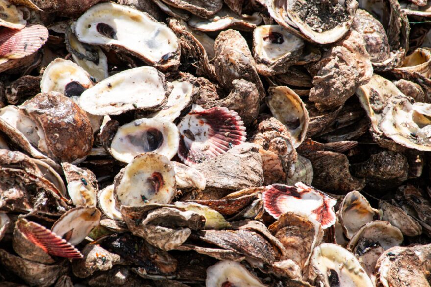 Galveston Bay Foundation operates its oyster recycling program in 2024.