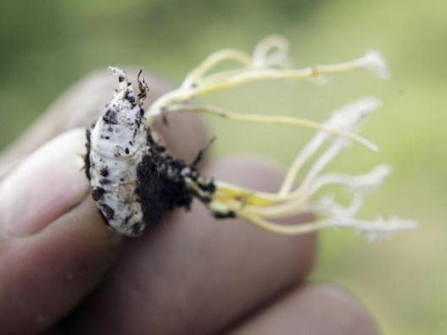 The <em>Cordyceps</em> fungus invades its insect hosts, replacing their innards in order to reproduce itself.