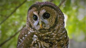 The northern spotted owl is on a slow but steady course toward extinction.