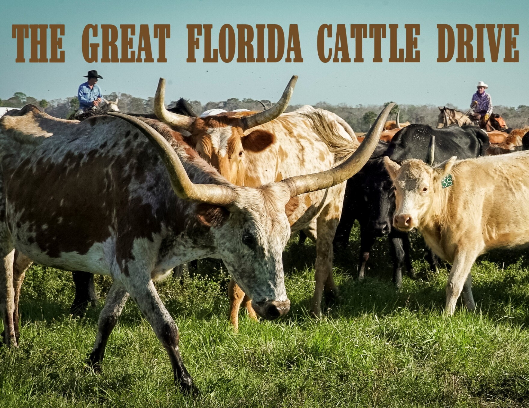'The Great Florida Cattle Drive' chronicles state's ranching past | WUSF