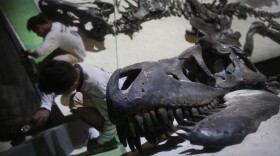 In this Tuesday, Jan. 21, 2014 photo, workers putt on the final touches around the exhibit of a Tarbosaurus bataar found in Mongolia, in preparations for an exhibition titled "Dinosaurs: Dawn to Extinction" at the Art Science Museum, in Singapore. The exhibition takes visitors back more than 600 million years back in time to a world of terrestrial reptiles. (AP Photo/Wong Maye-E)