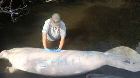 Man tending to a manatee