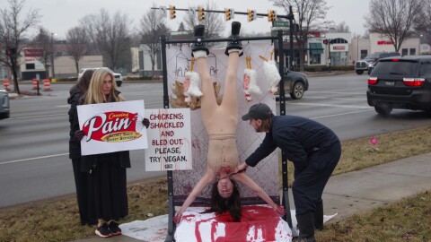 On a sidewalk next to an intersection, a metal frame sits with a photo of a bloody wall as a backdrop. A woman, dressed in a nude colored leotard, hangs upside down from the frame and is covered in fake blood. A man dressed in utility clothing pretends to slit her throat, and her head hangs down onto a sheet covered in a pool of fake blood. A sign with the PETA logo next her says "Chickens: Shackled and Bled Out. Please Try Vegan." Next to the metal frame, a woman in a black parka holds a sign that's a spoof on the Raising Cane's logo that says "Causing Pain, Secret Sauce, Secret Suffering."