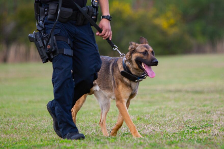 Three-year-old K-9 Ace and his handler, Edward Ratliff train for the night shift on Feb. 21, 2019. (Cat Gloria/ WUFT News)