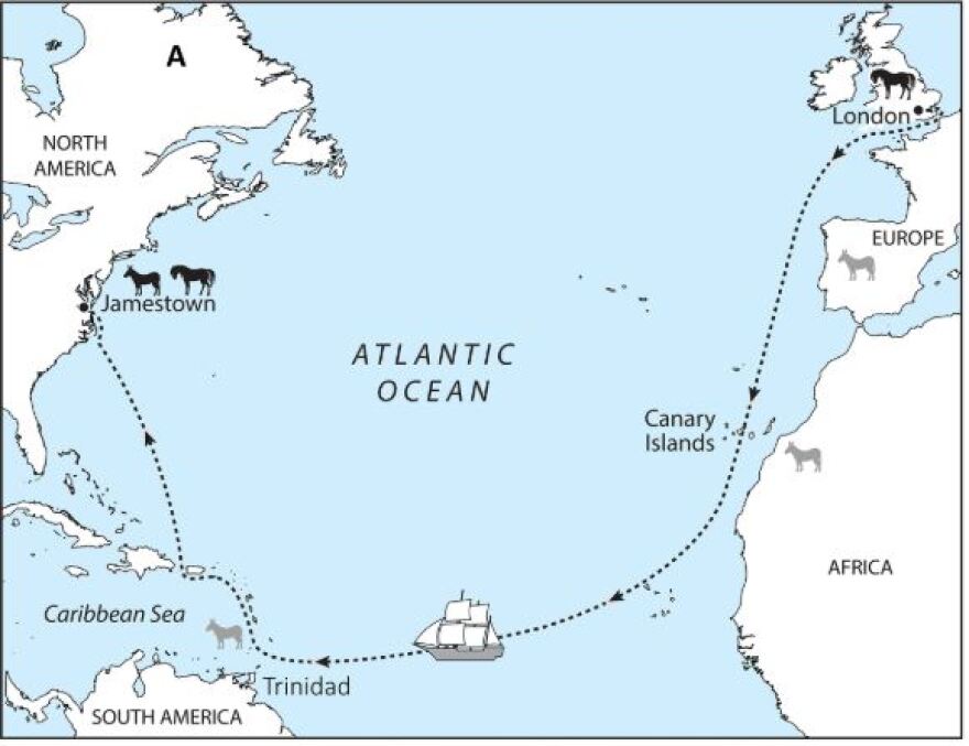 The route of the first English colonial voyage to Jamestown, with stops in the Caribbean, where the donkey may have been picked up.