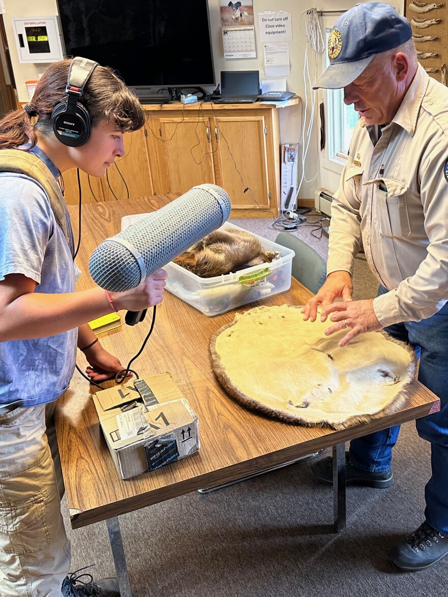 Dan Zadra shows a beaver pelt to Tribal Water Media Fellow Klara Goldman, at the Colorado Parks and Wildlife office in Gunnison, Colorado.