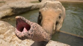 An elephant at the Columbus Zoo, which is closed under the state's coronavirus orders.