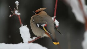 A Bohemian waxwing (Bombycilla garrulus) puffs its feathers, April 2011, Glacier National Park, MT