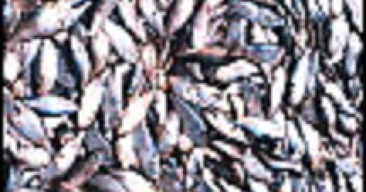 Delmarva Today 8-28-26 Commercial Menhaden Harvest Could Be Cut by 50%