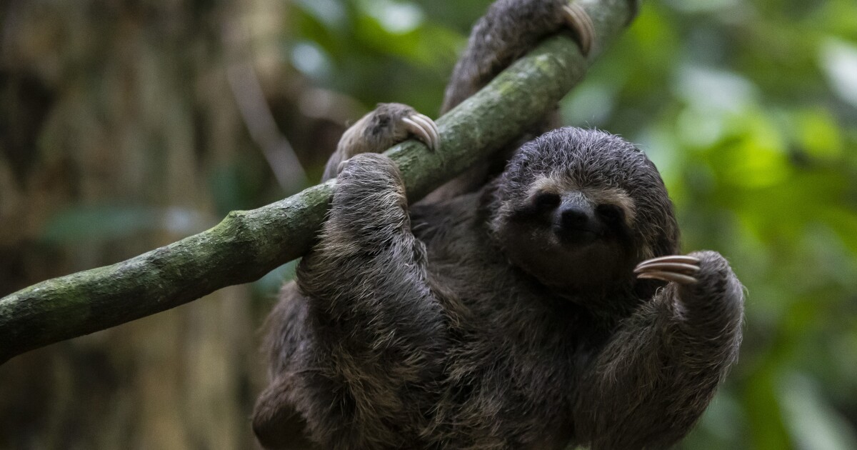 Long Island's sloth petting zoo accused of mistreating animals, Humane