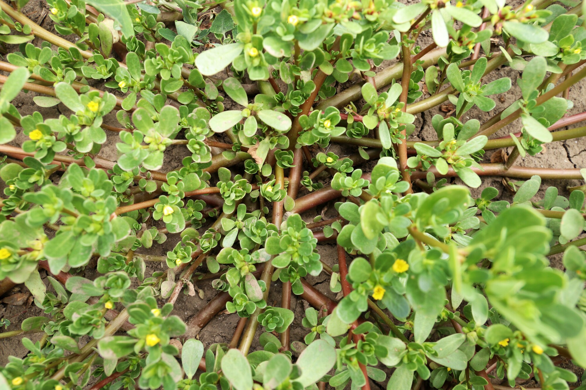 Weeding 101: Remove some in the sun and some after rain episode artwork