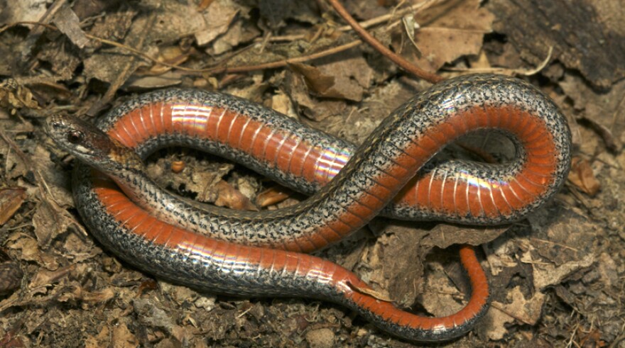 Redbelly Snake (Storeria occipitomaculata) - Reptiles and