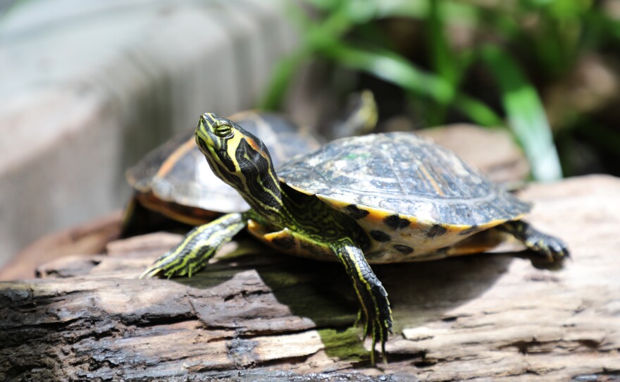 A yellow-bellied slider at the Alabama Aquarium.