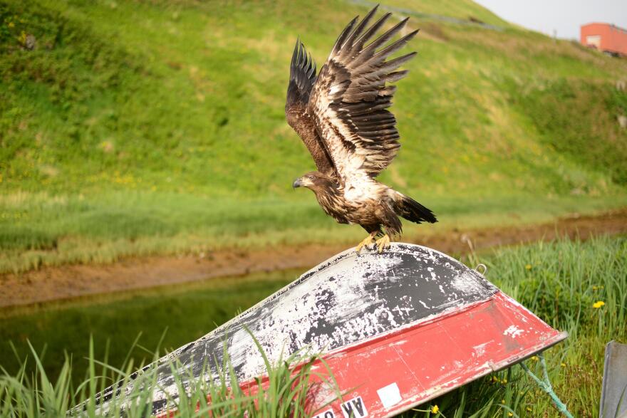 A bald eagle takes off near Unalaska Bay.(Berett Wilber/KUCB)