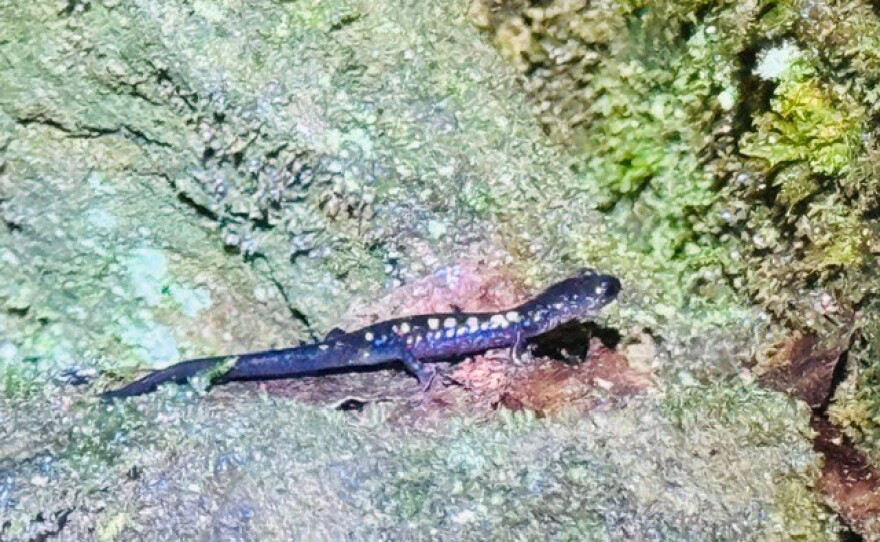 The Yellow Spotted Woodland Salamander.