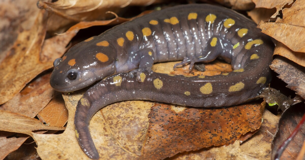 Frogs, salamanders, and fairy shrimp, at a vernal pool near you
