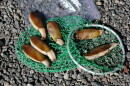 Razor clams on a green net with pebbles underneath.