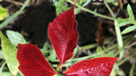 POISON IVY, Rhus radicans. All parts of plant contain volatile oil that can cause severe skin inflammation, itching & blistering. Wide distribution. Michigan