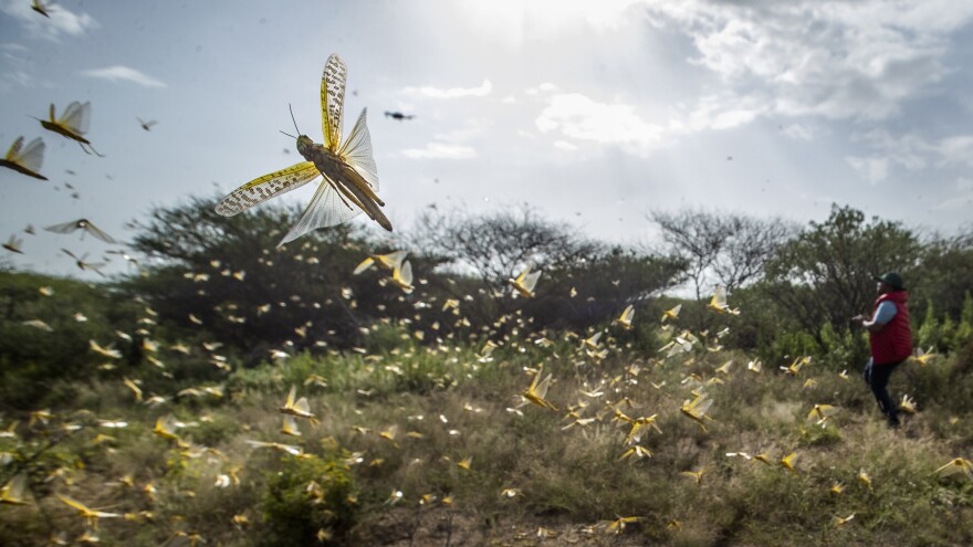 Desert locusts jump up from the ground and fly away as a cameraman walks past earlier this month in Kenya's Nasuulu conservancy.