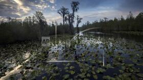 FILE - The sun sets over water lilies and cypress trees along the remote Red Trail wilderness water trail of Okefenokee National Wildlife Refuge, April 6, 2022, in Fargo, Ga. The U.S. Fish and Wildlife Service is asserting legal rights to waters that feed the Okefenokee Swamp and its vast wildlife refuge, setting up a new battle with a mining company seeking permits to withdraw more than 1.4 million gallons daily for a project that critics say could irreparably harm one of America's natural treasures. (AP Photo/Stephen B. Morton, File)