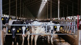 Diary cows in a livestock stall.
