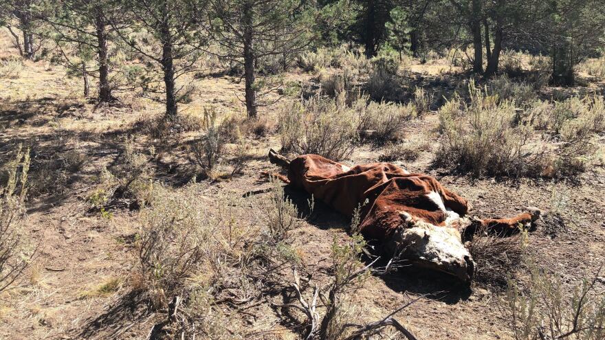 The crumpled carcass of a bull lies on U.S. Forest Service ground. It was among several killed and mutilated this summer in eastern Oregon.