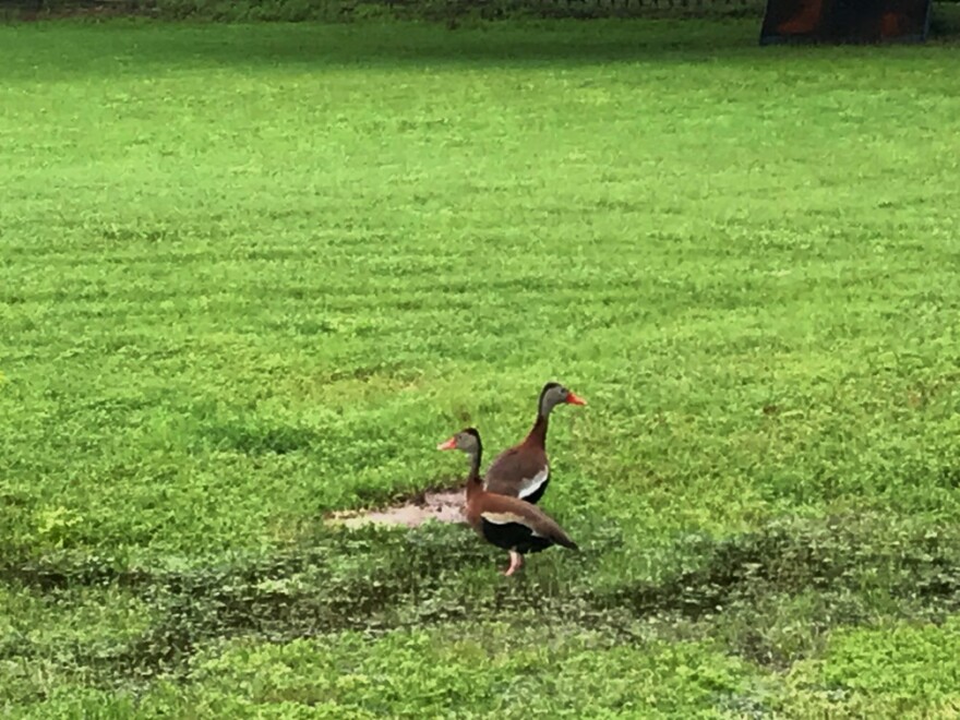 Black-Bellied Whistling Ducks