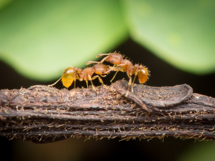 Two little fire ants on a trail. (June 19, 2024)