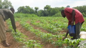 Field workers applying fertilizer to cassava plants