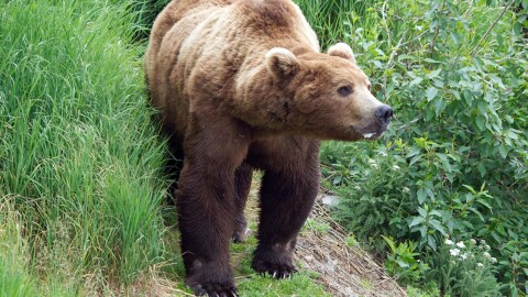 a brown bear