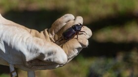 Coconut Rhinoceros Beetles