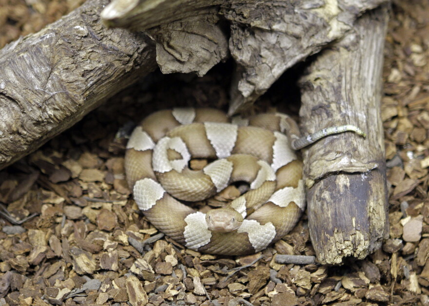 Copperhead snakes can be found as far north as New England and as far south as Mexico. 