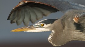 Great blue herons colonize in groups of about 32. Each couple has four eggs at a time. 