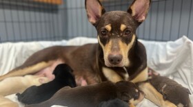 One of the dogs rescued from the unauthorized breeding facility.