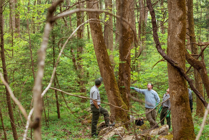 Dalton Hyde (center right) and Glenn Taylor, members of the Great Smokies vegetation crew, work to rescue white ash trees from the emerald ash borer, an aggressive beetle that is threatening the ash trees at Great Smoky Mountains National Park and across the east.