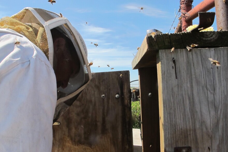 Beekeeper Tim McCoy removes a rogue honeybees have from an electrical box in farmland near Weatherford, Okla in this June 2015 photo.