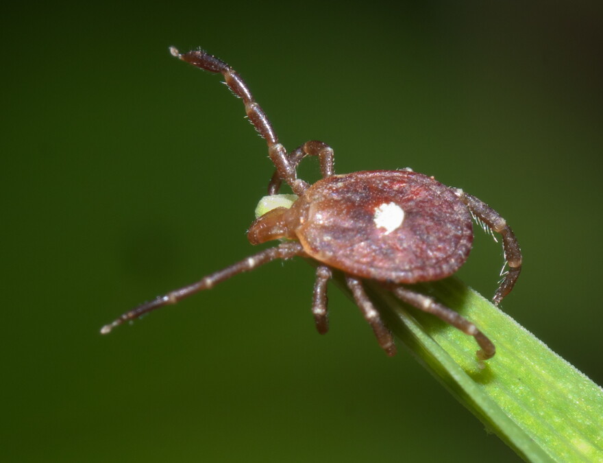 The lone star tick is the vector for Alpha-gal Syndrome, a potentially dangerous allergy to red meat, and in some parts of the country reports of the illness are on the rise. The lone star tick is present in West Texas, but it’s not nearly as abundant here as in lusher regions.
