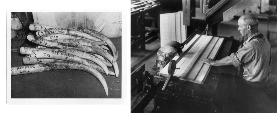 (Left) Ivory tusks at Pratt, Read, imported from Portuguese East Africa, now Mozambique, 1950. (Right) A Pratt, Read worker uses a five-bladed circular saw to cut ivory for a piano keyboard in the 1920s.