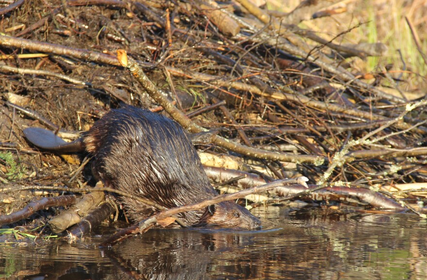 A beaver slips into the water next to its lodge at Voyageurs National Park in northern Minnesota. While beavers are not an endangered species, their populations are still recovering after being decimated by the European fur trade throughout North America in the 1800s.