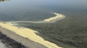 Sound Rivers officials say the yellow muck on area rivers, shorelines, and creeks that could crop up again this week, with the higher tree pollen counts that are expected, isn’t anything alarming, and is likely pine pollen.