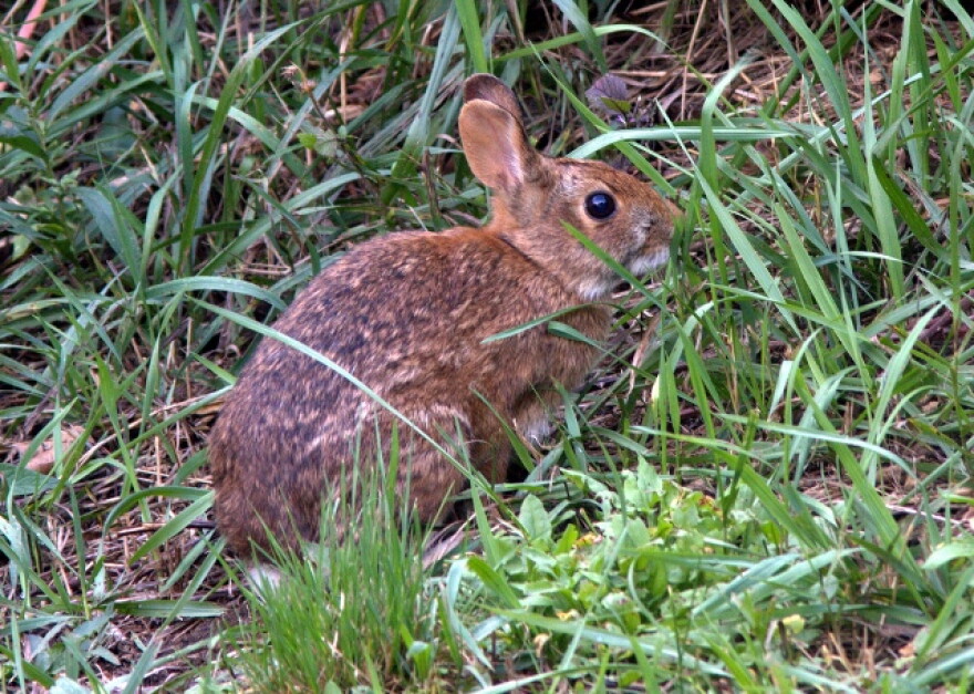 New England cottontail
